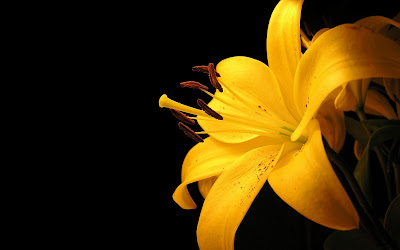 Yellow Lily Flower Wallpaper