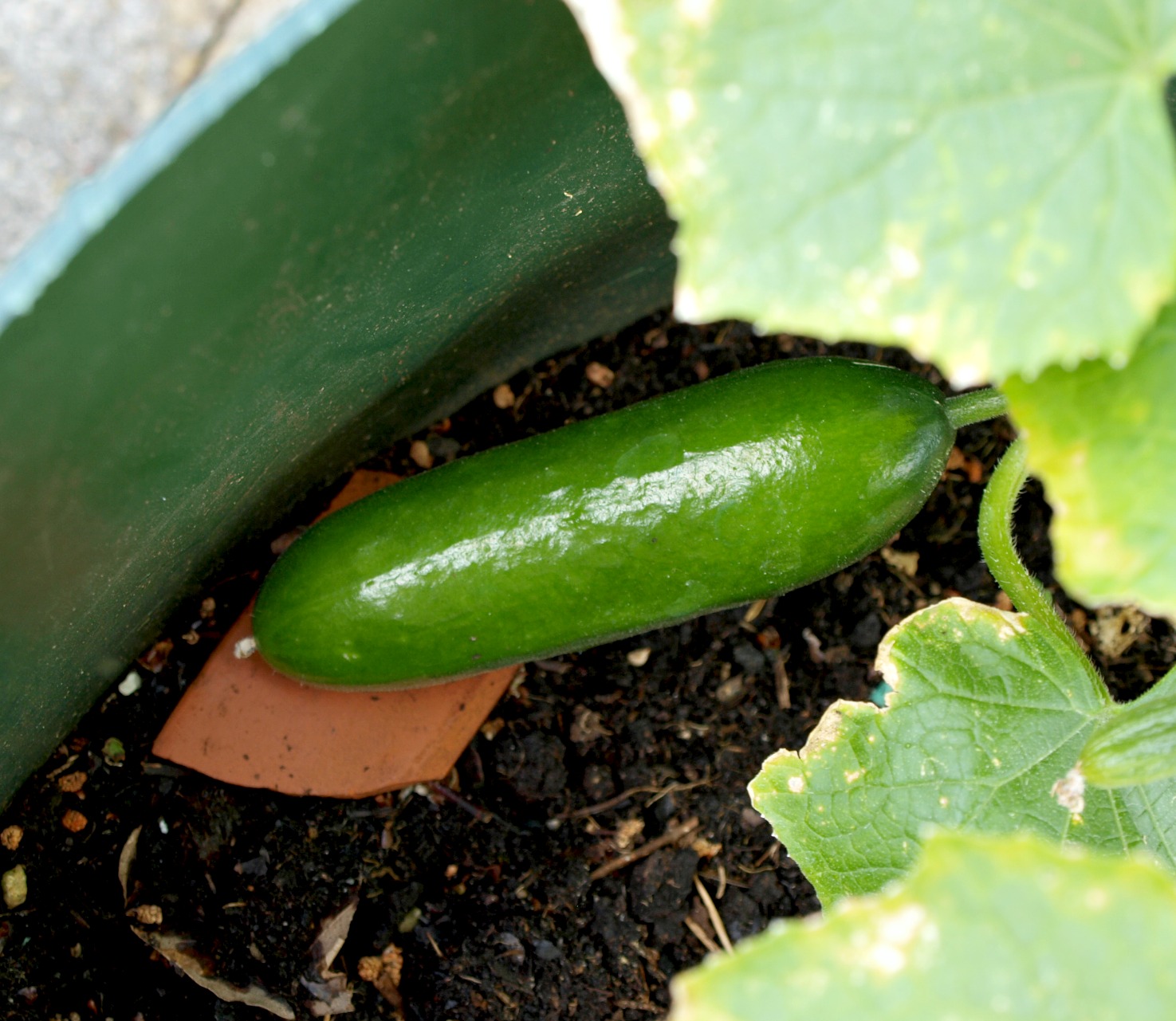Mark's Veg Plot The first cucumber of the year