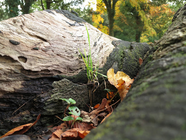 Plants and grass growing amoungst fallen leaves in on old, felled tree trunk.