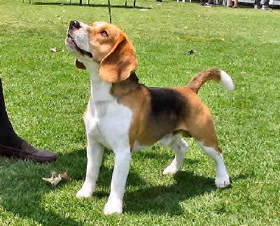 Beagle Puppy Beagle Hunting Dogs