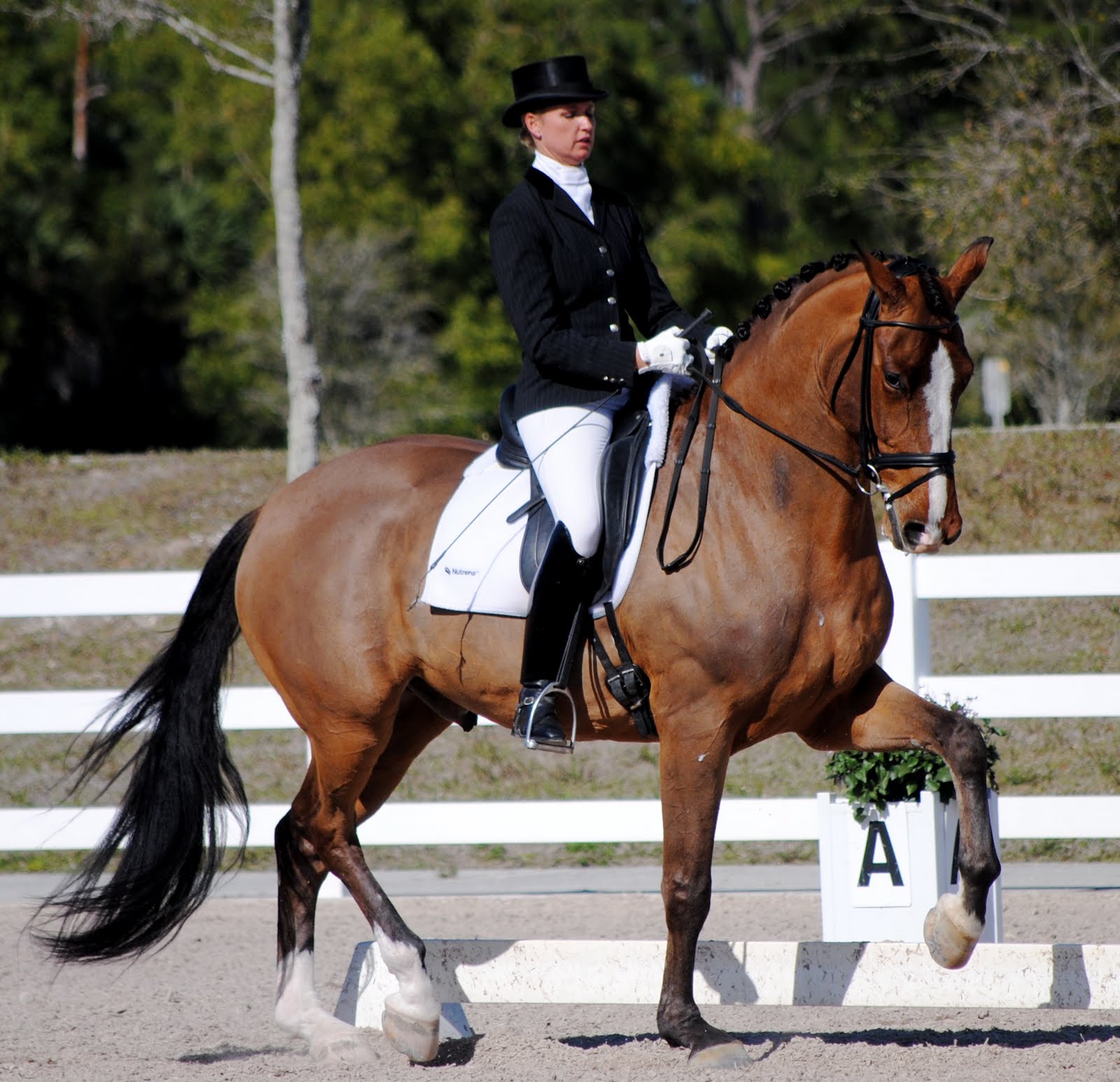 First Combined Training Schooling Show Attire? Chronicle Forums