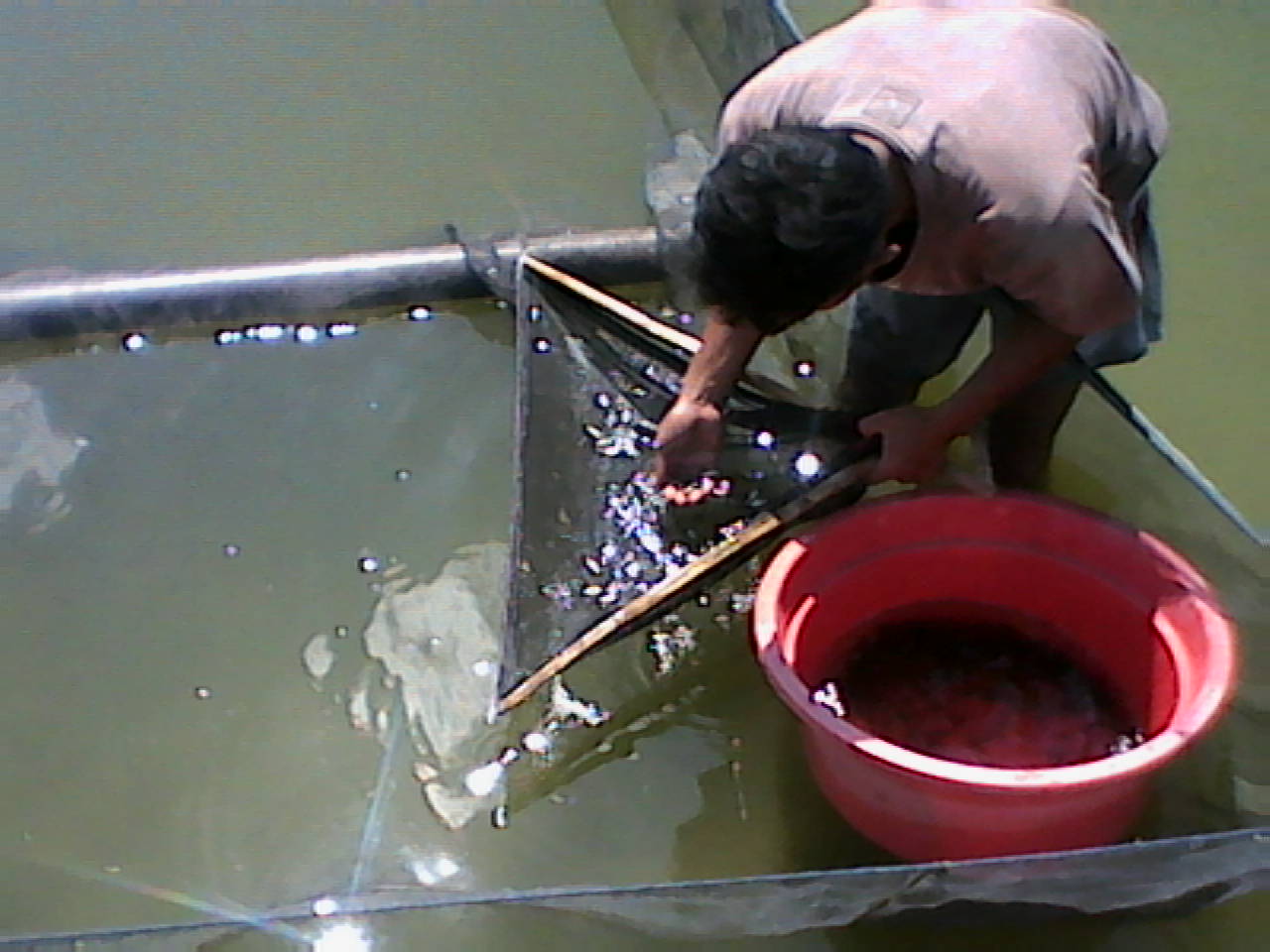 toko hantech madiun agen bibit ikan air tawar toko hantech madiun agen bibit ikan air tawar