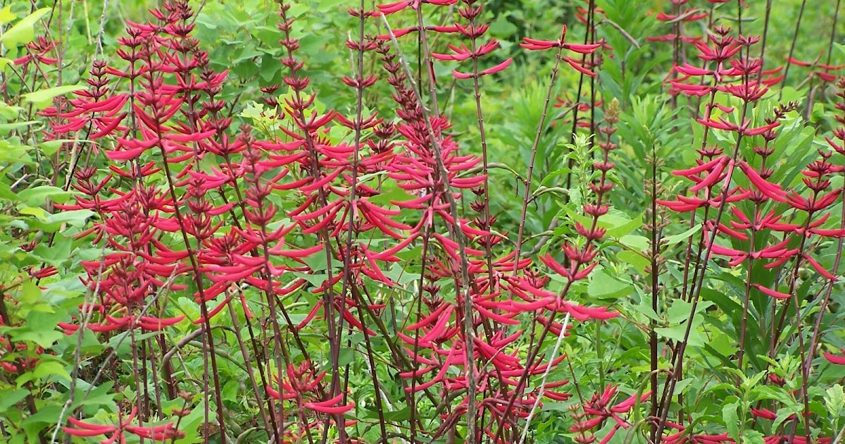 The Nature Dude: louisiana hummer plants