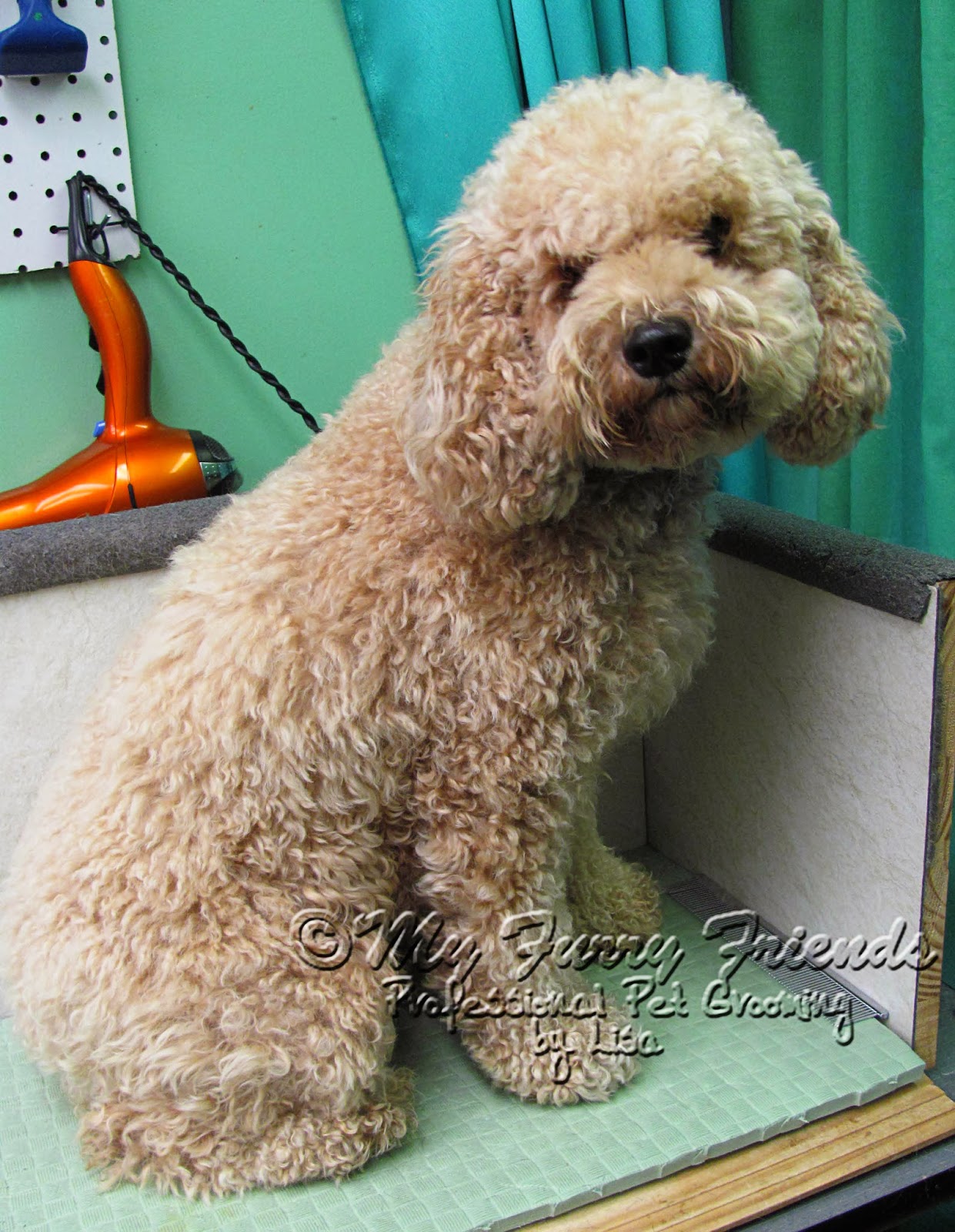 Pet Grooming The Good, The Bad, & The Furry Monday Makeover 18