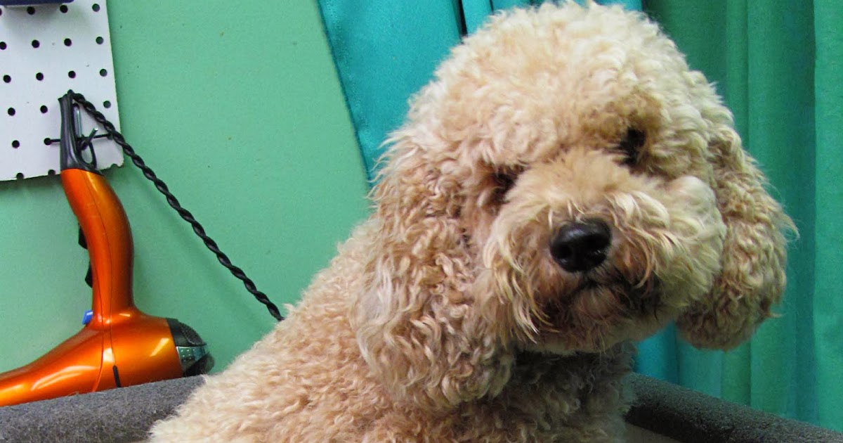 Pet Grooming The Good, The Bad, & The Furry Monday Makeover 18