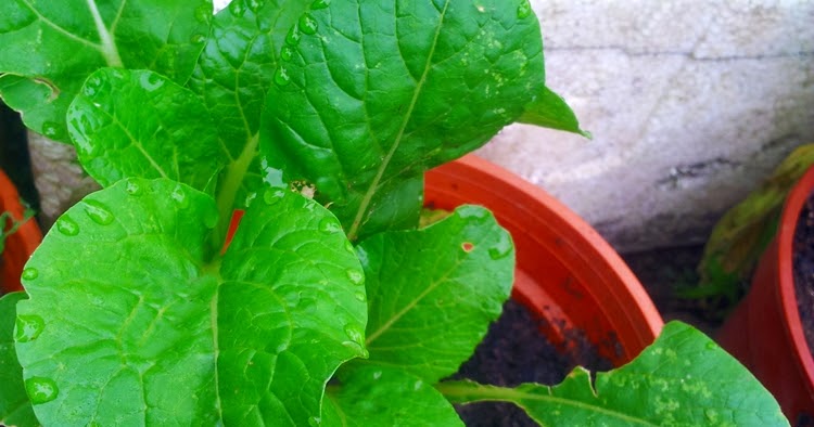 Tanamsendiricom Grow Your Own Gambar Hari Ini Sawi