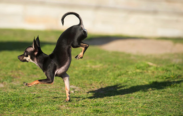 World's Fastest Dog which covers 5 meters on Front Paws