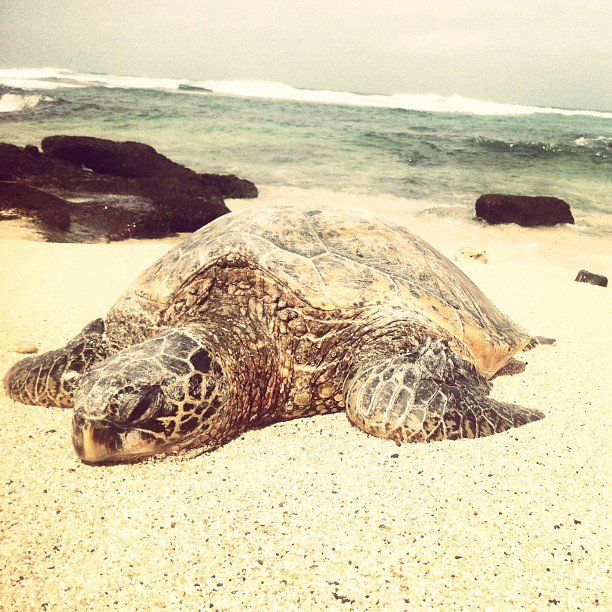 Enjoy the kiss ††† ††† ††† "Acacia Swimwear" From HaWaii