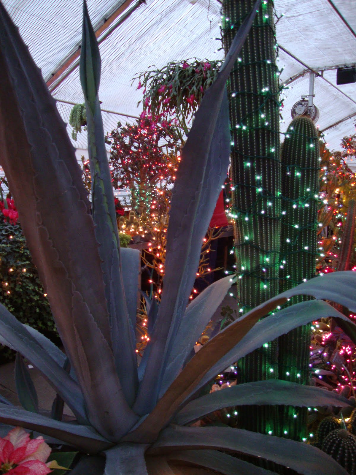 danger garden Christmas in Spokane, WA…