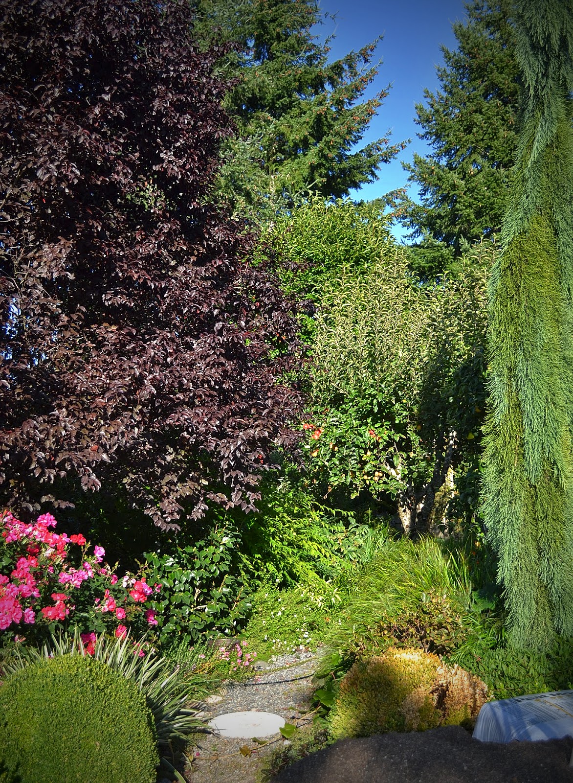 Plant Blog Euonymus Fortuneii