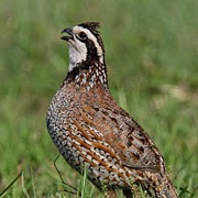 Central Pennsylvania Forestry Pennsylvania S Northern Bobwhite Quail