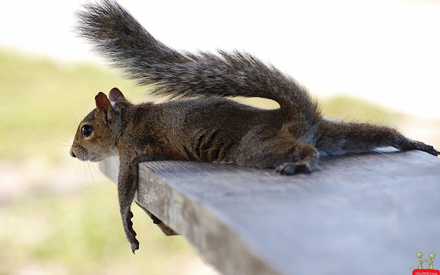 beautiful-funny-laying-style-of-squirrel-wallpaper.jpg