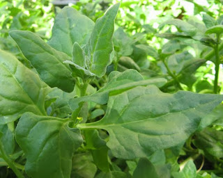 Start Your Own Spinach Farming Business