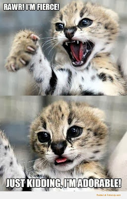 Funny Cat Pictures Funny Cat Pictures