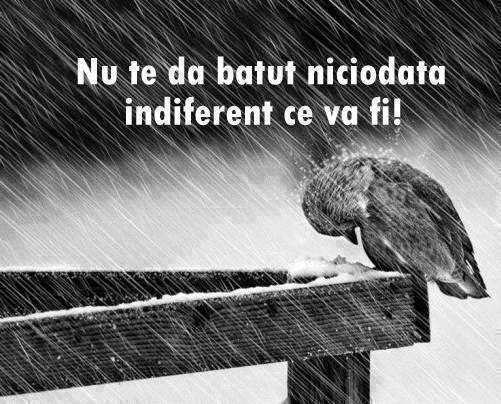 Statusuri Pentru Facebook Nu Renunta Niciodata Statusuri Pentru Ambitie