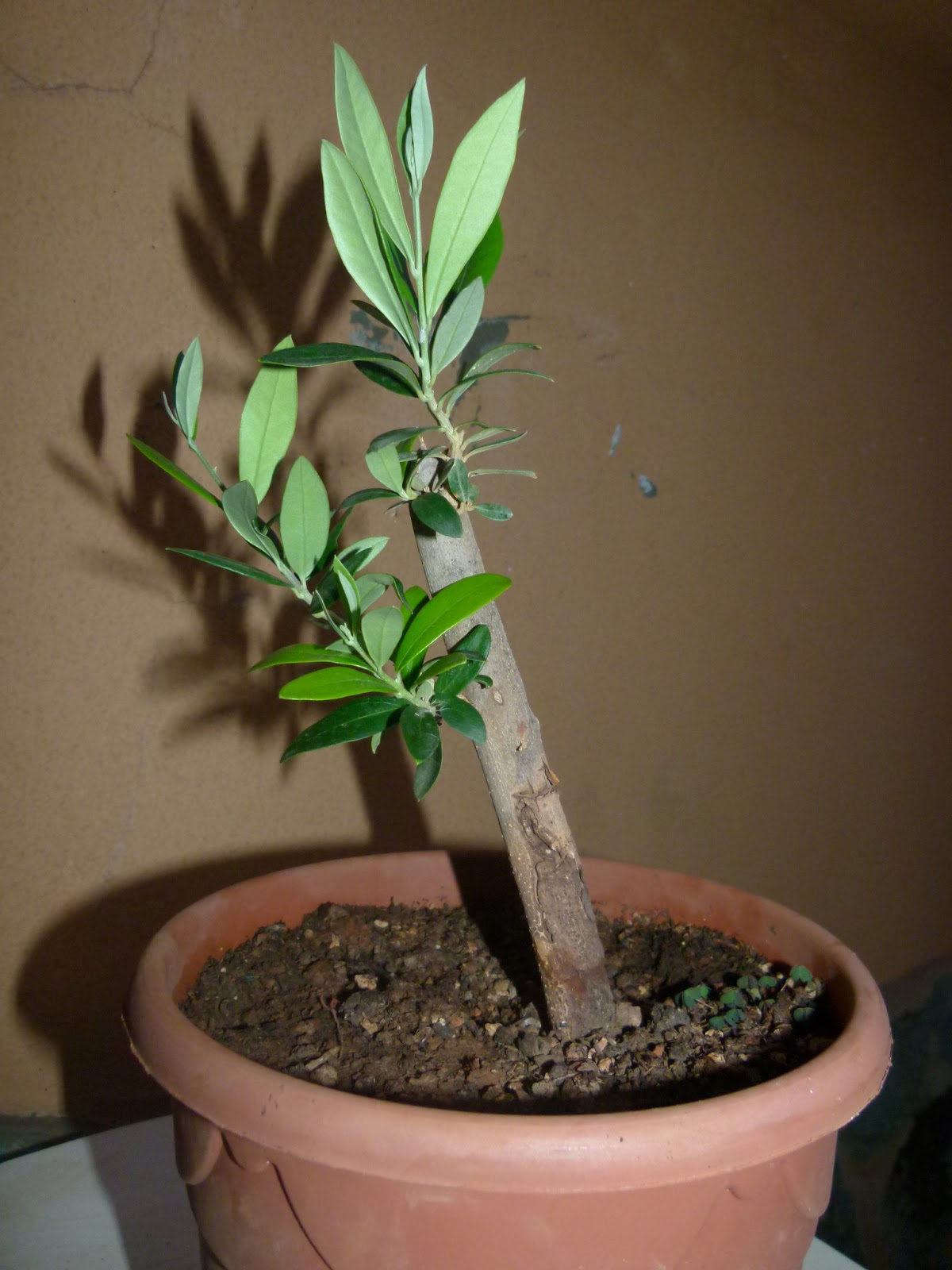 Ishi Kasai: OTRO &ldquo;PALO&rdquo; DE OLIVO&hellip;