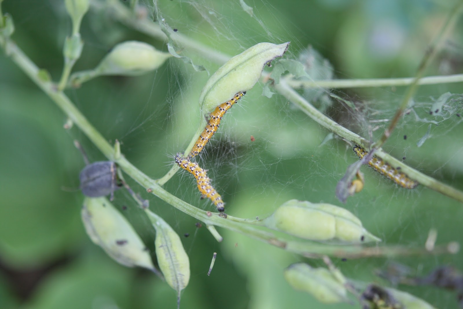 Cheesehead Gardening Yellow Jacket vs. Caterpillar