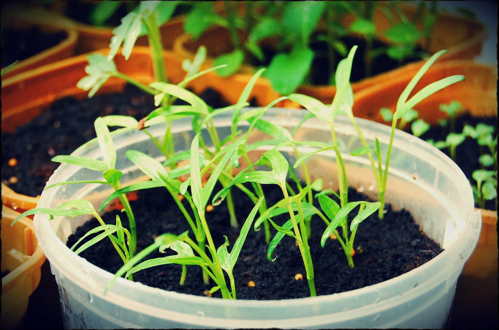 Sexy Nomad's Projects How to Grow Kailan and Kangkong Seeds