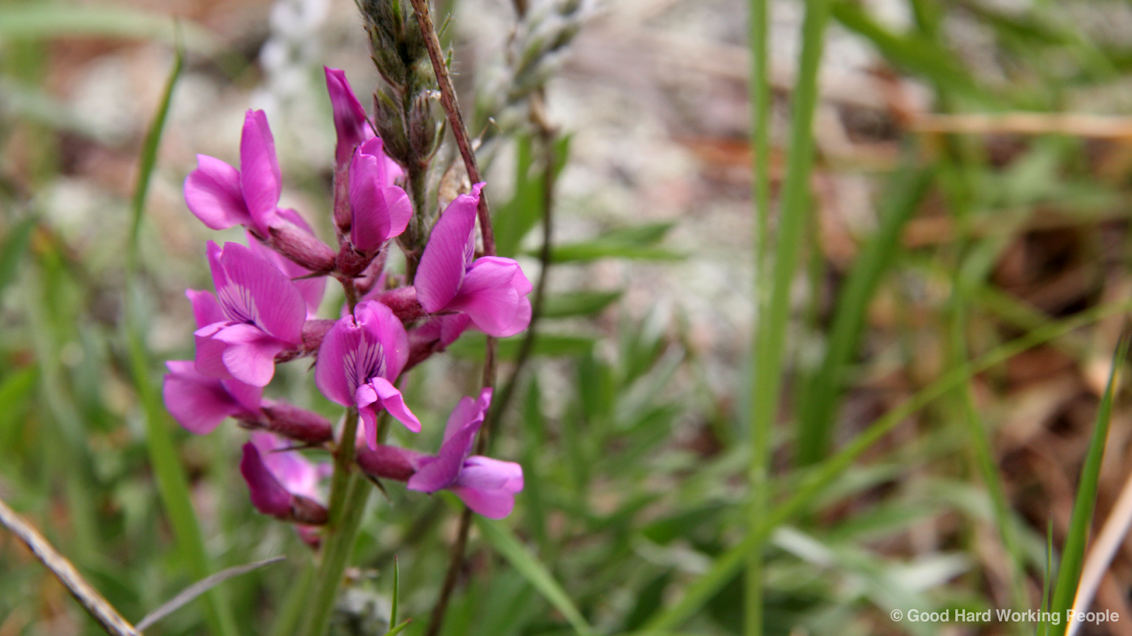 Photos of Colorado Wildflowers in Spring
