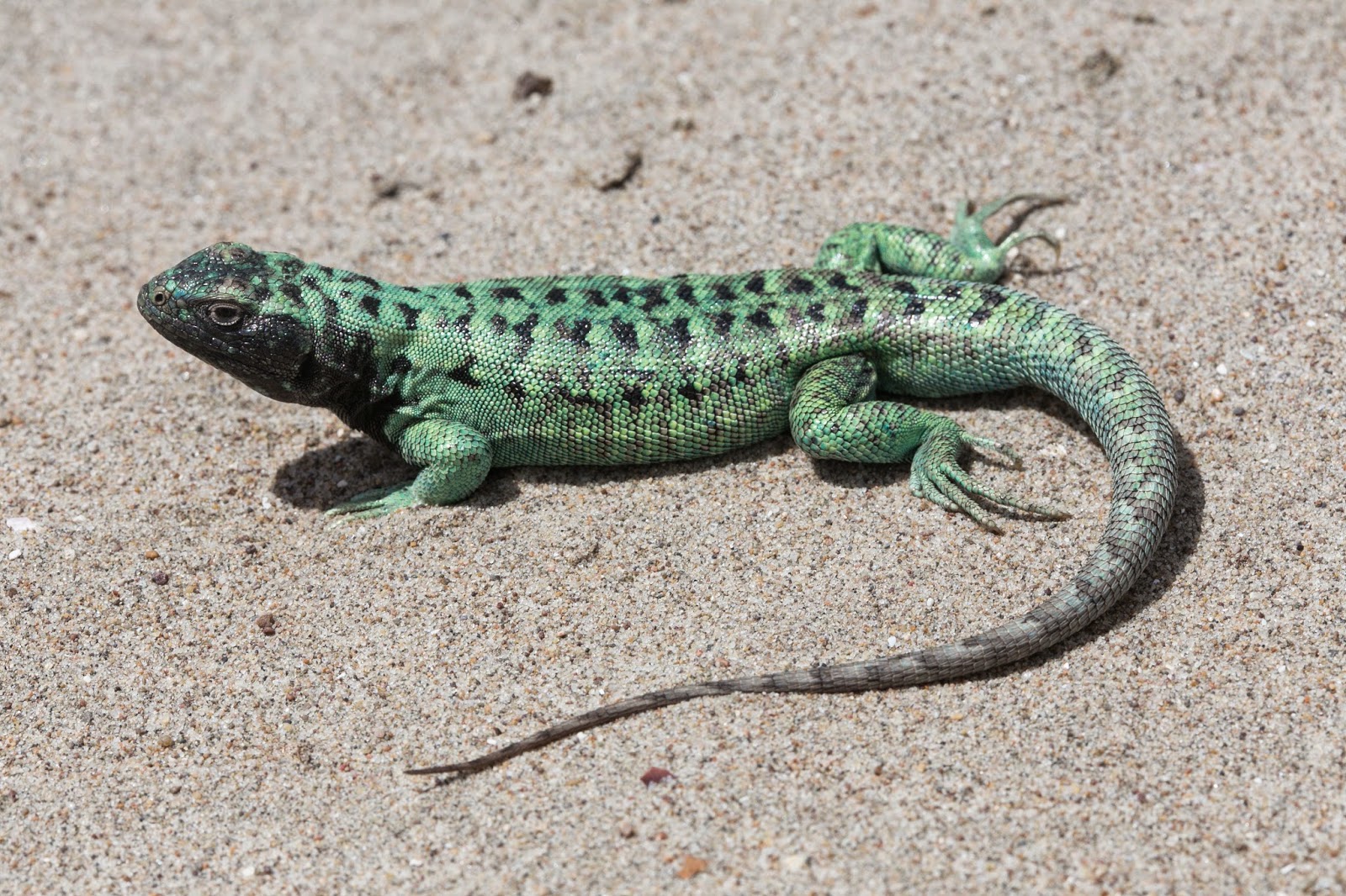 Green lizard in the sand