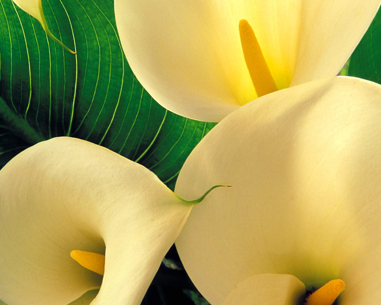 http://2.bp.blogspot.com/-N1wYHyk_AZA/TePe-_SNo-I/AAAAAAAAAC4/8LdhKshagH4/s1600/Yellow+Calla+Lilies-Flowers-Wallpapers.jpg