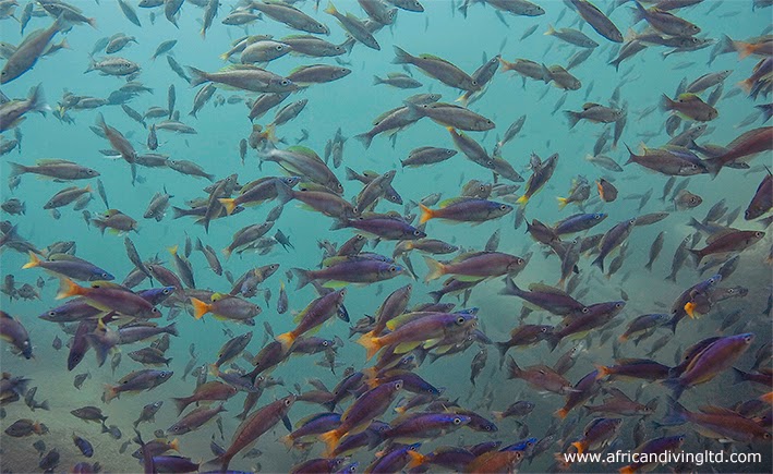 cyprichromis_leptosoma_shoal_silaf_3.jpg