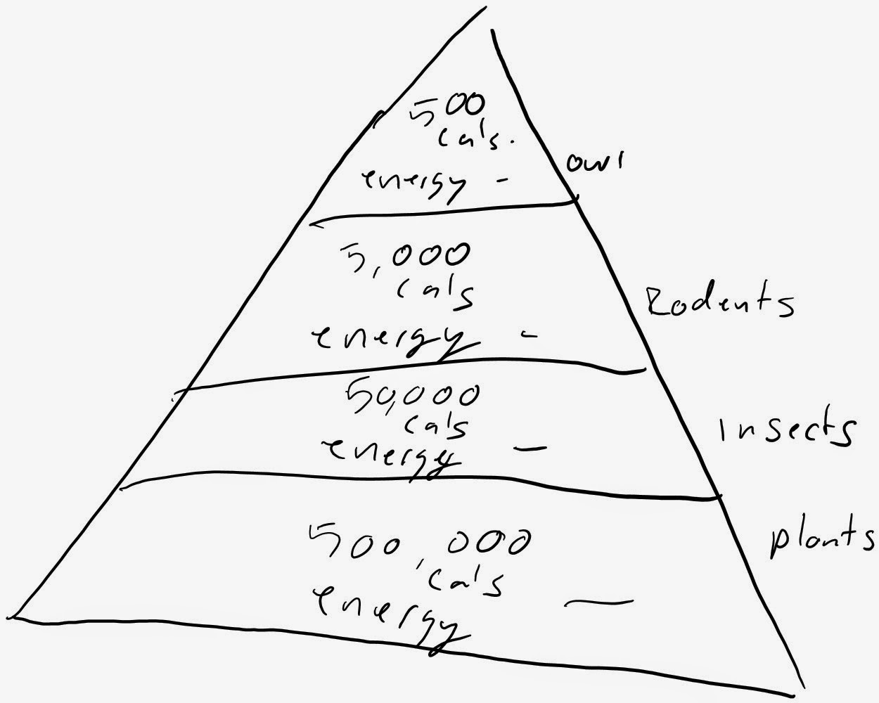 food pyramid calculator