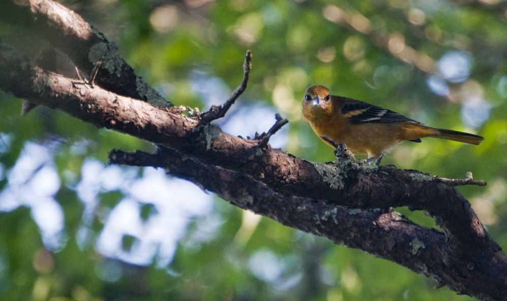 Teratology Native Birds of Cape Cod