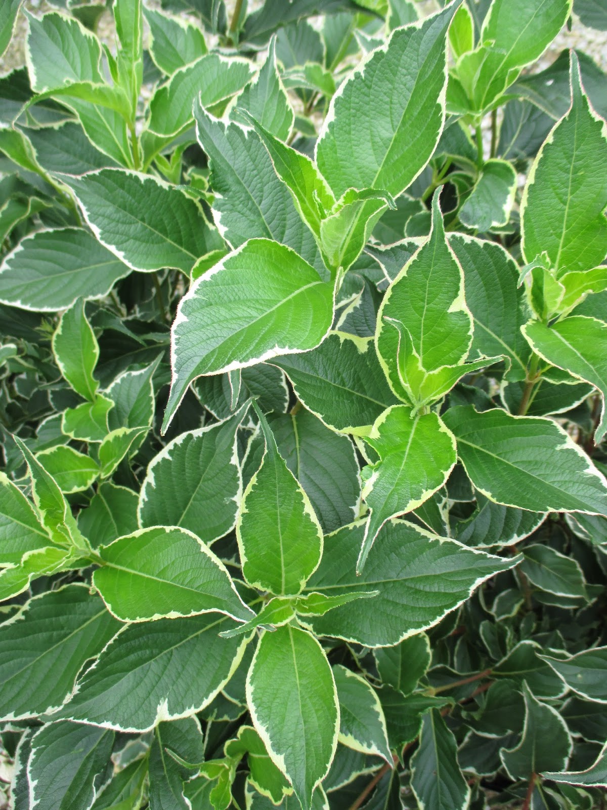 Easy Care Perennial Dark Horse Weigela Garden Up Green