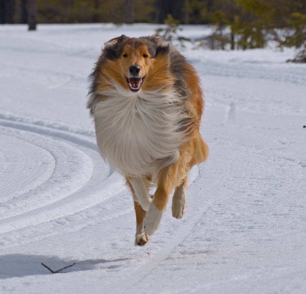 Rough Collie Rough Collie