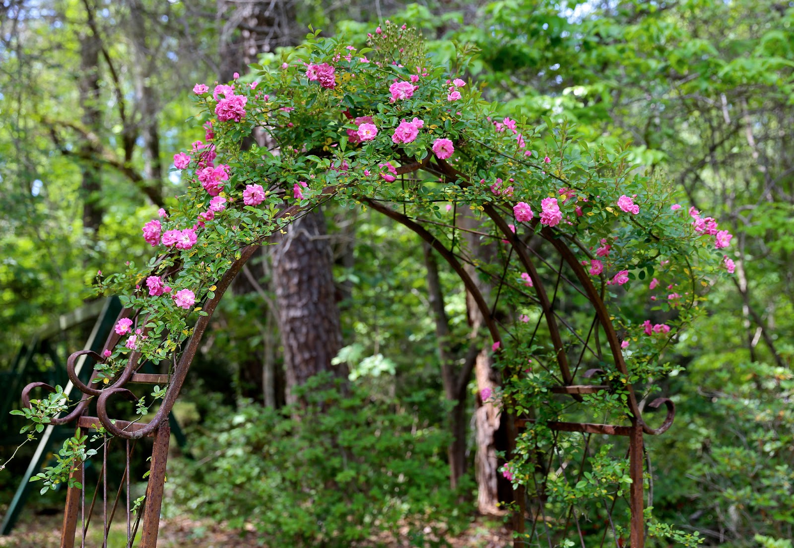 Sweet Southern Days The Katrina Rose (Peggy Martin Rose)