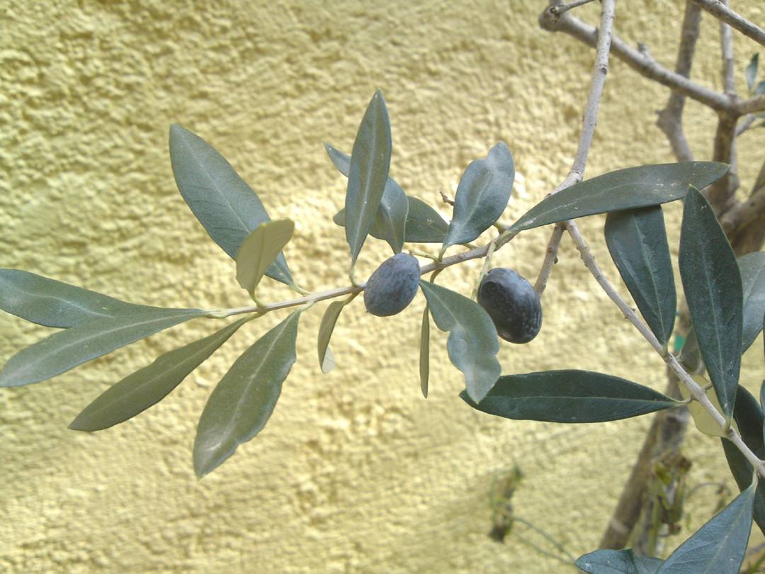 Schutzenlustzug Nordlichter 2010 Das Schutzenfestlogbuch 2017