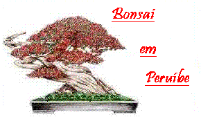 Bonsai em Peruíbe