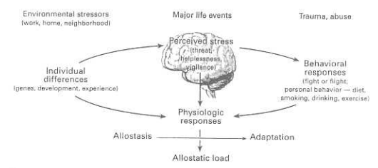allostasis