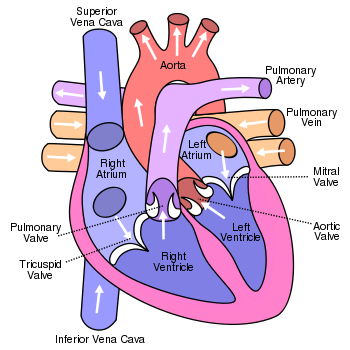 human heart diagram with labels. heart diagram with labels