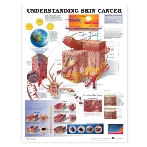 Human Anatomy and Physiology What are the effects of tanning beds and