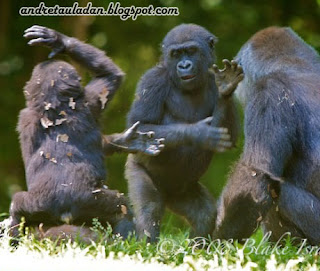 kungfu animal monkeys