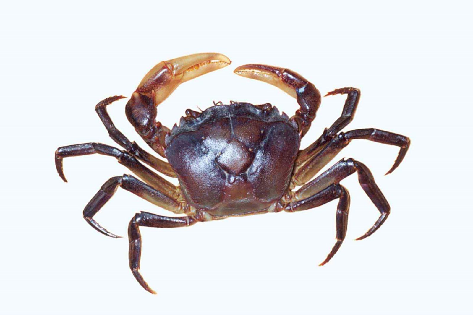 Sea Crab