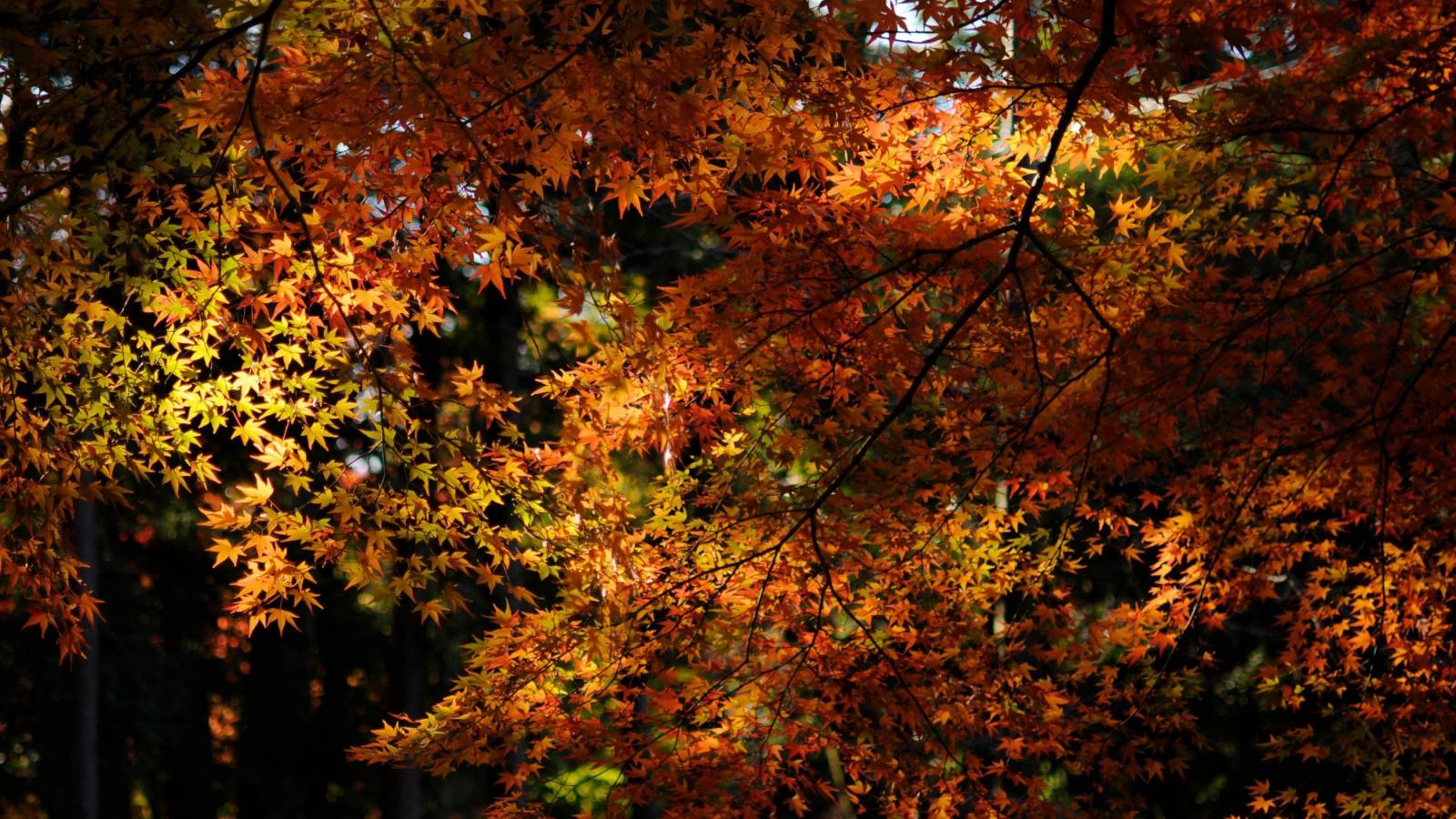 Осенняя Пора Фото Красивые