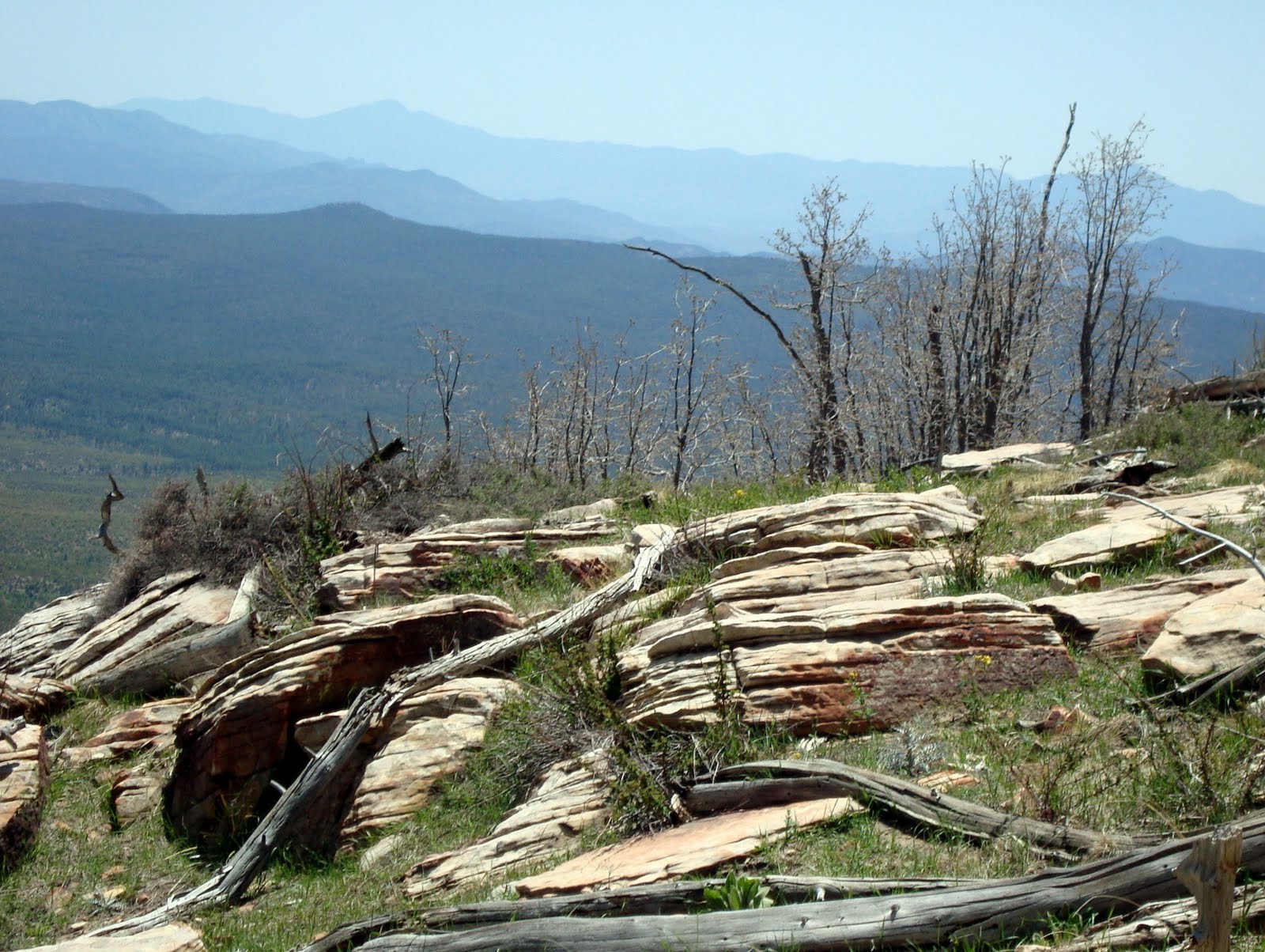 Highway Runner A DRIVE ON THE MOGOLLON RIM, FOREST ROAD 300