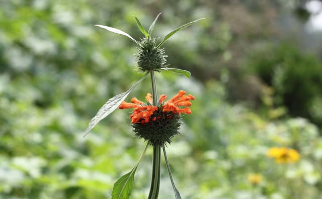 Lions Ear Flowers Pictures