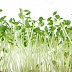 Health Benefits of Alfalfa