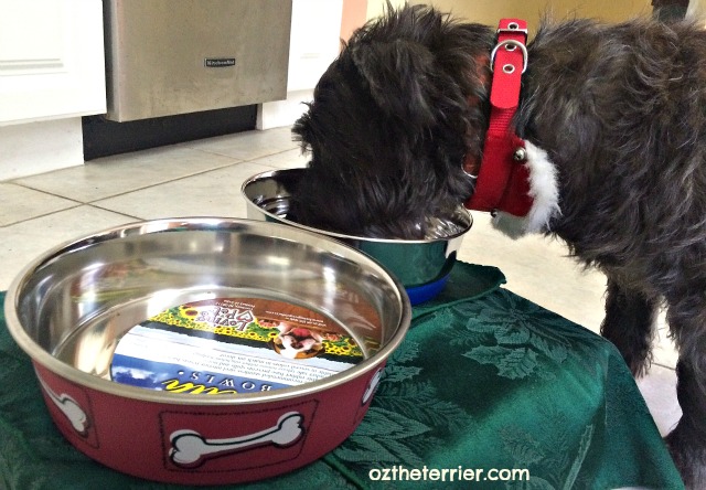 Oz the Terrier eats his raw diet from Loving Pets stainless steel bowls