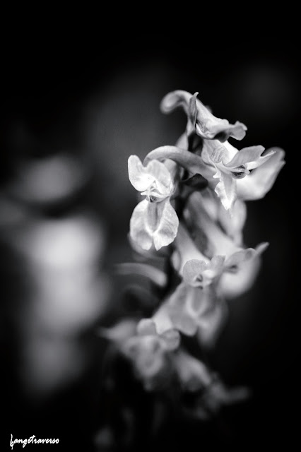 nature en Haute Savoie, fleurs de printemps