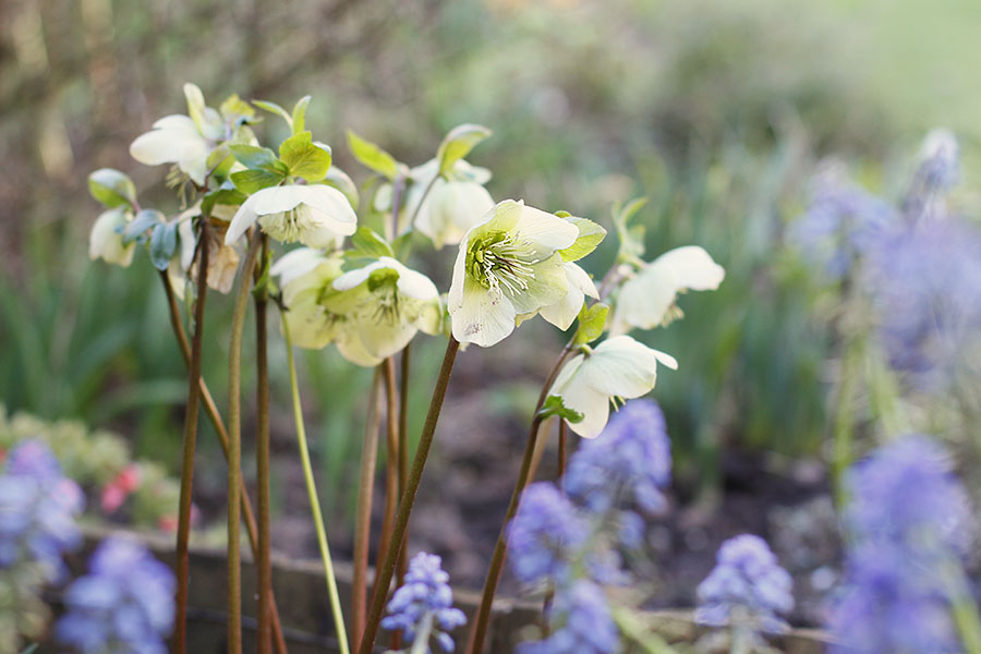 Hellebore niger with Muscari armeniacum 'Valerie Finnis' Hellebore niger with Muscari armeniacum 'Valerie Finnis'