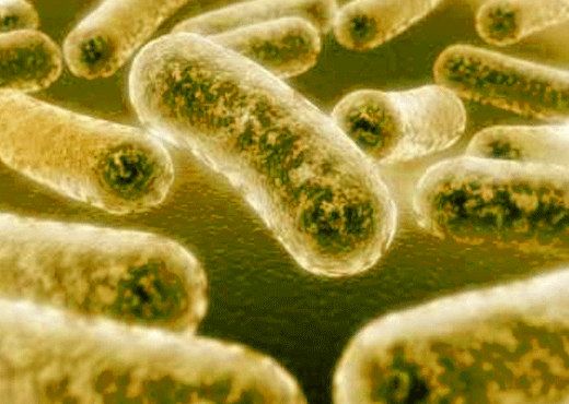Ser humano y enfermedades sexuales: Gonorrea