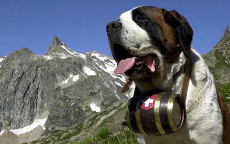 Swiss Alps Dog Rescue Swiss Alps Dog Rescue