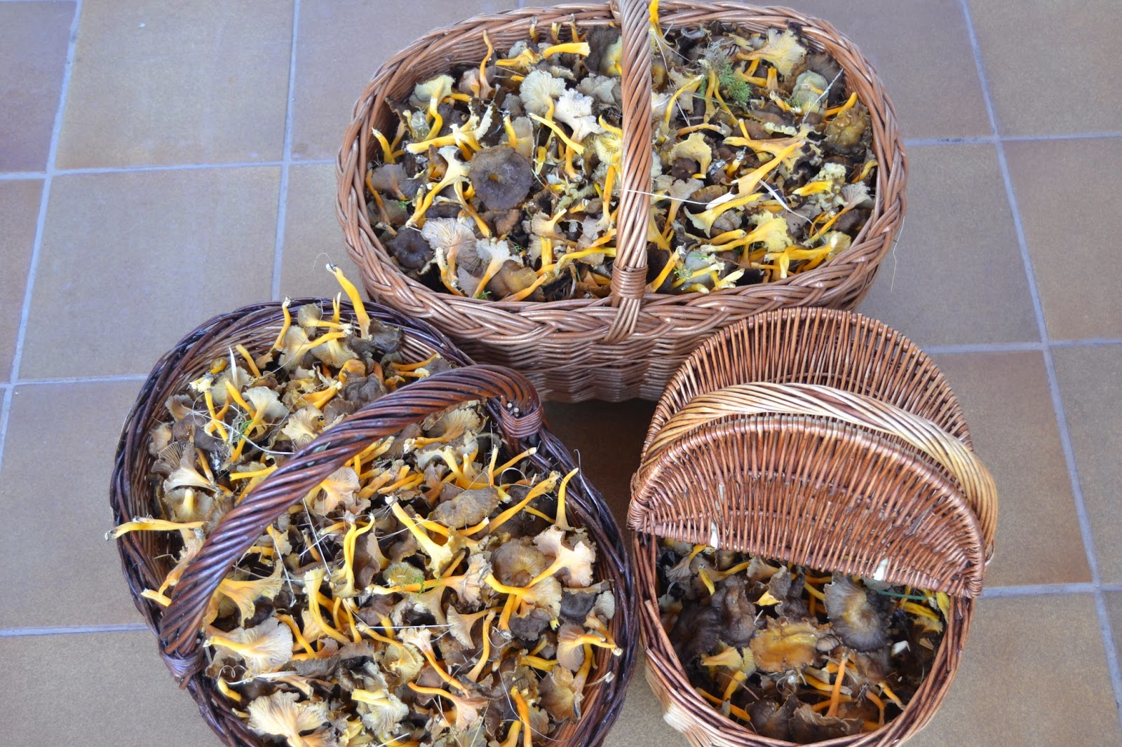 Carne En Salsa Y Camagrocs