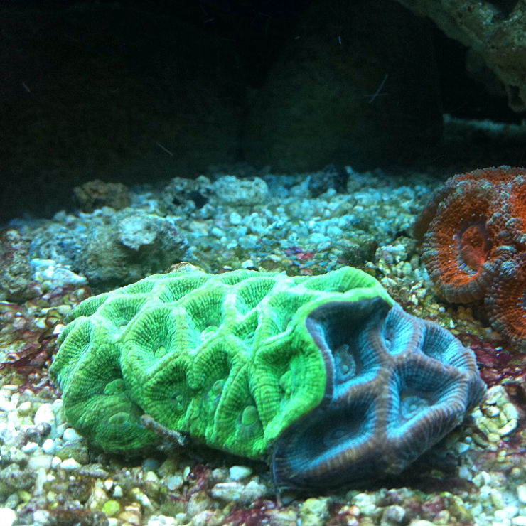 Hawaiian Time Machine Pineapple Coral