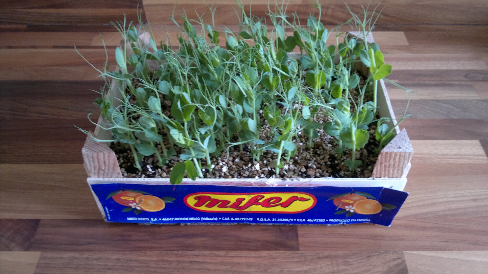 Thrifty Household Pea Shooters